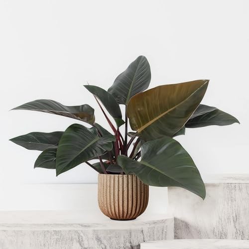 Philodendron Congo Red - 27cm Topf x 80cm Höhe, tropische Zimmerpflanze, frische Topfpflanze, grüner Blickfang für Wohnzimmer, Bad, Büro, luftreinigende Deko von Leafmemoir