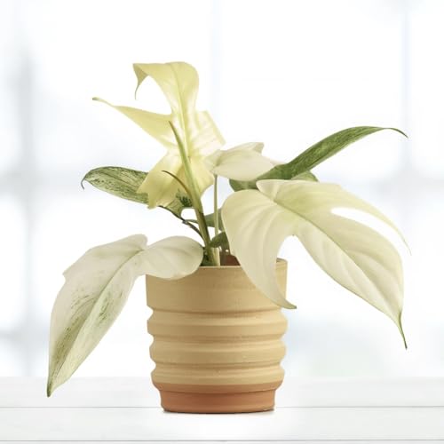 Philodendron Florida Ghost - 12cm Topf x 30cm Höhe, tropische Zimmerpflanze, seltene frische Topfpflanze, grüner Blickfang für Wohnzimmer, Bad, Büro, luftreinigende Deko von Leafmemoir