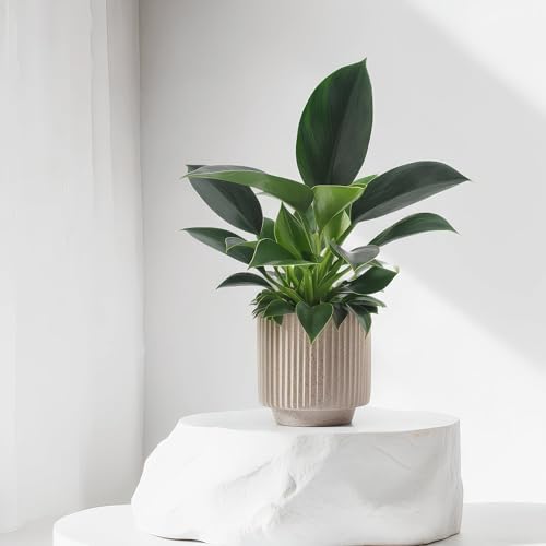 Philodendron Green Princess- 12cm Topf x 25cm Höhe, tropische Zimmerpflanze, frische Topfpflanze, grüner Blickfang für Wohnzimmer, Bad, Büro, luftreinigende Deko von Leafmemoir