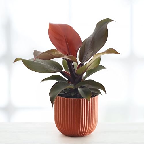 Philodendron Imperial Red - 12cm Topf x 25cm Höhe, tropische Zimmerpflanze, frische Topfpflanze, grüner Blickfang für Wohnzimmer, Bad, Büro, luftreinigende Deko von Leafmemoir