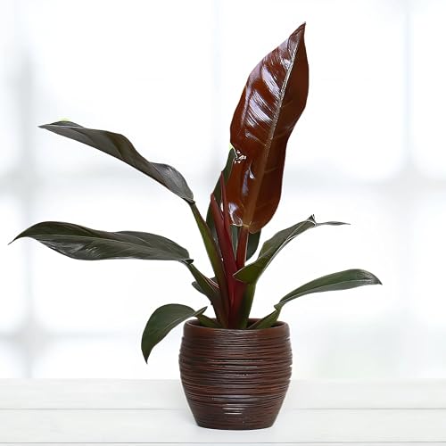 Philodendron Imperial Red Feel Green - 14cm Topf x 35cm Höhe, tropische Zimmerpflanze, frische Topfpflanze, grüner Blickfang für Wohnzimmer, Bad, Büro, luftreinigende Deko von Leafmemoir