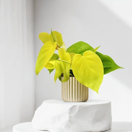 Philodendron Lime- 12cm Topf x 20cm Höhe, tropische Zimmerpflanze, frische Topfpflanze, grüner Blickfang für Wohnzimmer, Bad, Büro, luftreinigende Deko von Leafmemoir