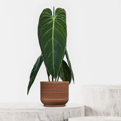 Philodendron Melanochrysum - 21cm Topf x 75cm Höhe, tropische Zimmerpflanze, frische Topfpflanze, grüner Blickfang für Wohnzimmer, Bad, Büro, luftreinigende Deko von Leafmemoir