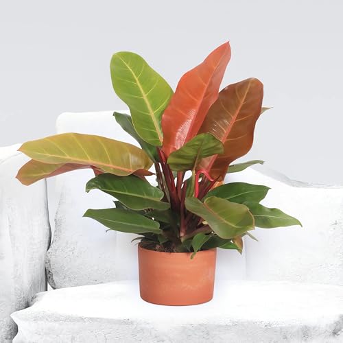 Philodendron Prince of Orange - 17cm Topf x 45cm Höhe, tropische Zimmerpflanze, frische Topfpflanze, grüner Blickfang für Wohnzimmer, Bad, Büro, luftreinigende Deko von Leafmemoir