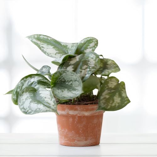 Philodendron Scandens Pictus - 12cm Topf x 22cm Höhe, tropische Zimmerpflanze, frische Topfpflanze, grüner Blickfang für Wohnzimmer, Bad, Büro, luftreinigende Deko von Leafmemoir