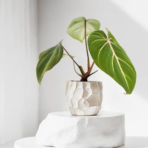 Philodendron Selloum Atom- 12cm Topf x 25cm Höhe, tropische Zimmerpflanze, frische Topfpflanze, grüner Blickfang für Wohnzimmer, Bad, Büro, luftreinigende Deko von Leafmemoir