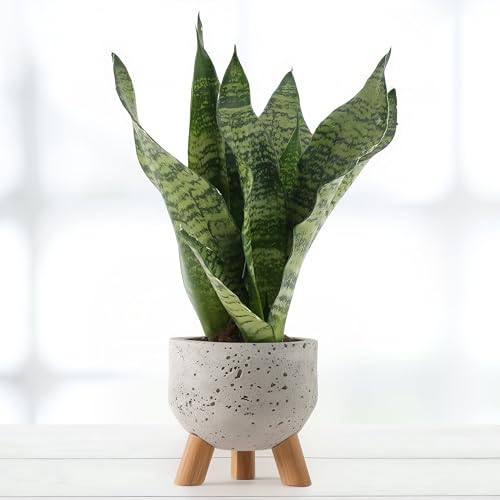 Sansevieria Black Coral - 12cm Topf x 35cm Höhe, tropische Zimmerpflanze, frische Topfpflanze, grüner Blickfang für Wohnzimmer, Bad, Büro, luftreinigende Deko Sansevieria Black Coral - 12cm Topf x 35cm Höhe, tropische Zimmerpflanze, frische Topfpflanze, grüner Blickfang für Wohnzimmer, Bad, Büro, luftreinigende Deko von Leafmemoir