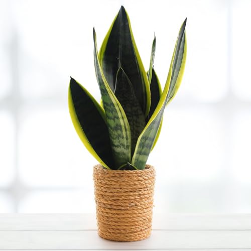 Sansevieria Futura Superba, tropische Zimmerpflanze, frische Topfpflanze, grüner Blickfang für Wohnzimmer, Bad, Büro, luftreinigende Deko 30cm Sansevieria Futura Superba, tropische Zimmerpflanze, frische Topfpflanze, grüner Blickfang für Wohnzimmer, Bad, Büro, luftreinigende Deko 30cm von Leafmemoir