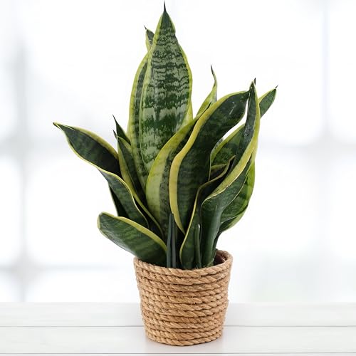 Sansevieria Futura Superba, tropische Zimmerpflanze, frische Topfpflanze, grüner Blickfang für Wohnzimmer, Bad, Büro, luftreinigende Deko 35cm Sansevieria Futura Superba, tropische Zimmerpflanze, frische Topfpflanze, grüner Blickfang für Wohnzimmer, Bad, Büro, luftreinigende Deko 35cm von Leafmemoir