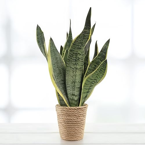 Sansevieria Futura Superba, tropische Zimmerpflanze, frische Topfpflanze, grüner Blickfang für Wohnzimmer, Bad, Büro, luftreinigende Deko 40cm von Leafmemoir
