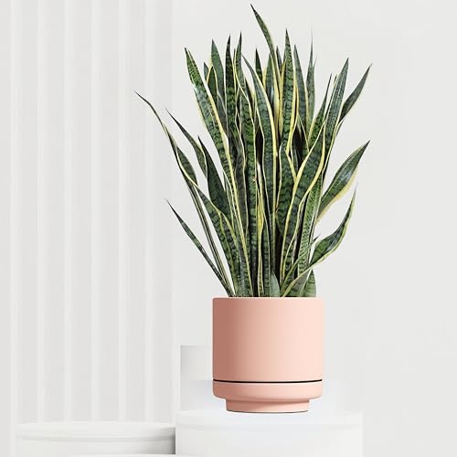 Sansevieria Laurentii, tropische Zimmerpflanze, frische Topfpflanze, grüner Blickfang für Wohnzimmer, Bad, Büro, luftreinigende Deko 100cm von Leafmemoir