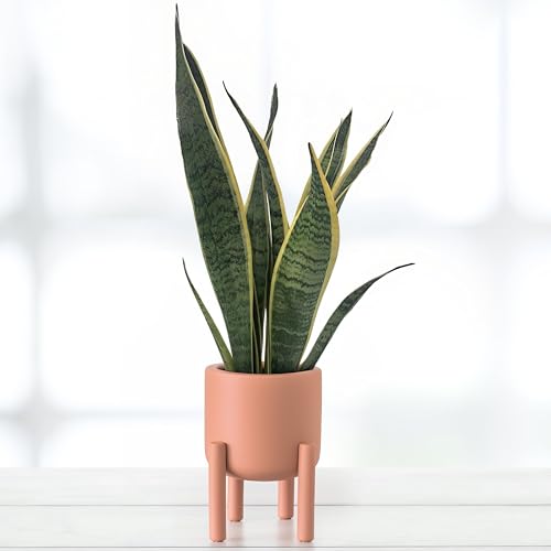 Sansevieria Laurentii, tropische Zimmerpflanze, frische Topfpflanze, grüner Blickfang für Wohnzimmer, Bad, Büro, luftreinigende Deko 55cm von Leafmemoir