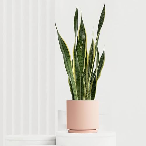 Sansevieria Laurentii, tropische Zimmerpflanze, frische Topfpflanze, grüner Blickfang für Wohnzimmer, Bad, Büro, luftreinigende Deko 70cm von Leafmemoir