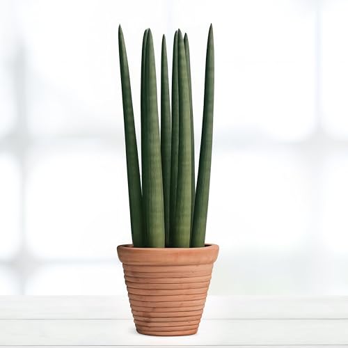 Sansevieria Straight - 12cm Topf x 40cm Höhe, tropische Zimmerpflanze, frische Topfpflanze, grüner Blickfang für Wohnzimmer, Bad, Büro, luftreinigende Deko Sansevieria Straight - 12cm Topf x 40cm Höhe, tropische Zimmerpflanze, frische Topfpflanze, grüner Blickfang für Wohnzimmer, Bad, Büro, luftreinigende Deko von Leafmemoir