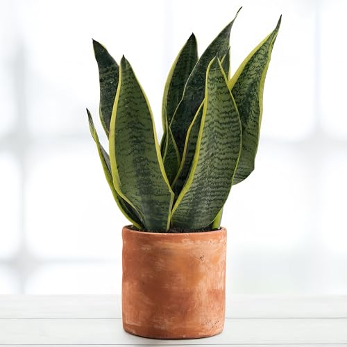 Sansevieria Superba - 12cm Topf x 40cm Höhe, tropische Zimmerpflanze, frische Topfpflanze, grüner Blickfang für Wohnzimmer, Bad, Büro, luftreinigende Deko von Leafmemoir