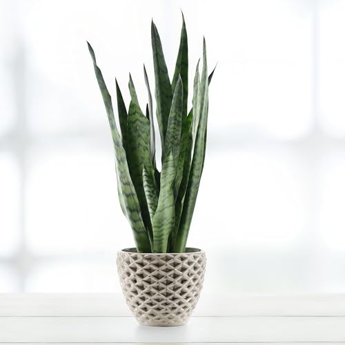 Sansevieria Zeylanica, tropische Zimmerpflanze, frische Topfpflanze, grüner Blickfang für Wohnzimmer, Bad, Büro, luftreinigende Deko 55cm Sansevieria Zeylanica, tropische Zimmerpflanze, frische Topfpflanze, grüner Blickfang für Wohnzimmer, Bad, Büro, luftreinigende Deko 55cm von Leafmemoir