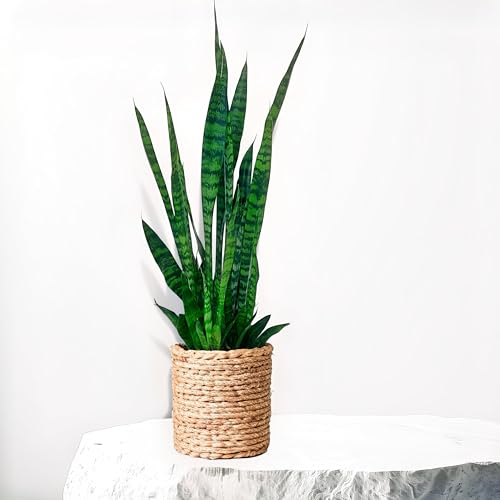 Sansevieria Zeylanica, tropische Zimmerpflanze, frische Topfpflanze, grüner Blickfang für Wohnzimmer, Bad, Büro, luftreinigende Deko 75cm Sansevieria Zeylanica, tropische Zimmerpflanze, frische Topfpflanze, grüner Blickfang für Wohnzimmer, Bad, Büro, luftreinigende Deko 75cm von Leafmemoir