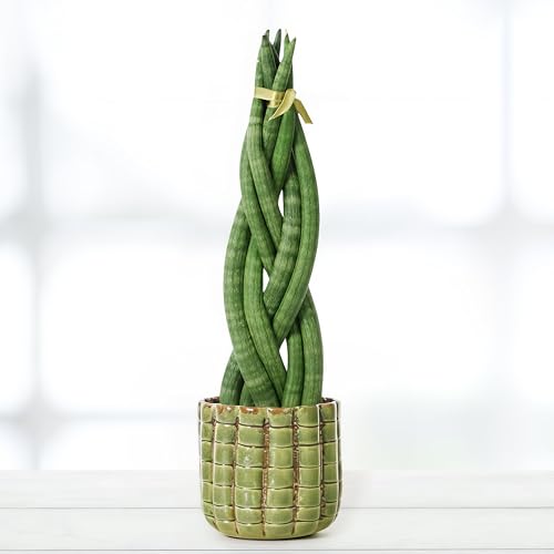 Sansevieria cylindrica 'Twist' - 10cm Topf x 40cm Höhe, tropische Zimmerpflanze, frische Topfpflanze, grüner Blickfang für Wohnzimmer, Bad, Büro, luftreinigende Deko von Leafmemoir