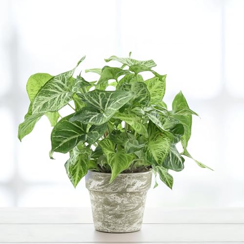 Syngonium Arrow Feel Green - 14cm Topf x 25cm Höhe, tropische Zimmerpflanze, frische Topfpflanze, grüner Blickfang für Wohnzimmer, Bad, Büro, luftreinigende Deko Syngonium Arrow Feel Green - 14cm Topf x 25cm Höhe, tropische Zimmerpflanze, frische Topfpflanze, grüner Blickfang für Wohnzimmer, Bad, Büro, luftreinigende Deko von Leafmemoir