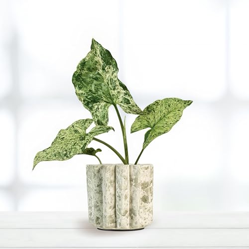 Syngonium Mottled - 6cm Topf x 15cm Höhe, tropische Zimmerpflanze, frische Topfpflanze, grüner Blickfang für Wohnzimmer, Bad, Büro, luftreinigende Deko Syngonium Mottled - 6cm Topf x 15cm Höhe, tropische Zimmerpflanze, frische Topfpflanze, grüner Blickfang für Wohnzimmer, Bad, Büro, luftreinigende Deko von Leafmemoir