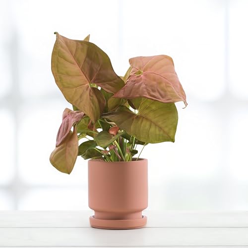 Syngonium Neon - 12cm Topf x 25cm Höhe, tropische Zimmerpflanze, frische Topfpflanze, grüner Blickfang für Wohnzimmer, Bad, Büro, luftreinigende Deko von Leafmemoir