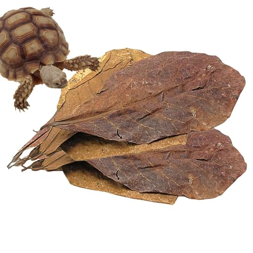 Terminalia Seemandelbaumblätter – Kampffisch-Aquarium-Zubehör, Wasserqualitätsverbesserer | Fischzucht-Stimulation, Stressabbau-Zusatz, sonnengetrocknet, pestizidfrei für optimale Aquariensicherheit u Terminalia Seemandelbaumblätter – Kampffisch-Aquarium-Zubehör, Wasserqualitätsverbesserer | Fischzucht-Stimulation, Stressabbau-Zusatz, sonnengetrocknet, pestizidfrei für optimale Aquariensicherheit u von LearnLyrics