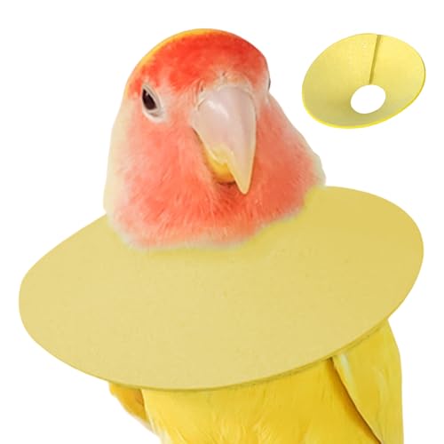 Vogelkegel-Halsband zum Sammeln – weicher -Halsschutz, Beißschutz | bequeme Passform, im elisabethanischen Stil, Cone Dessle Pr Vogelkegel-Halsband zum Sammeln – weicher -Halsschutz, Beißschutz | bequeme Passform, im elisabethanischen Stil, Cone Dessle Pr von LearnLyrics