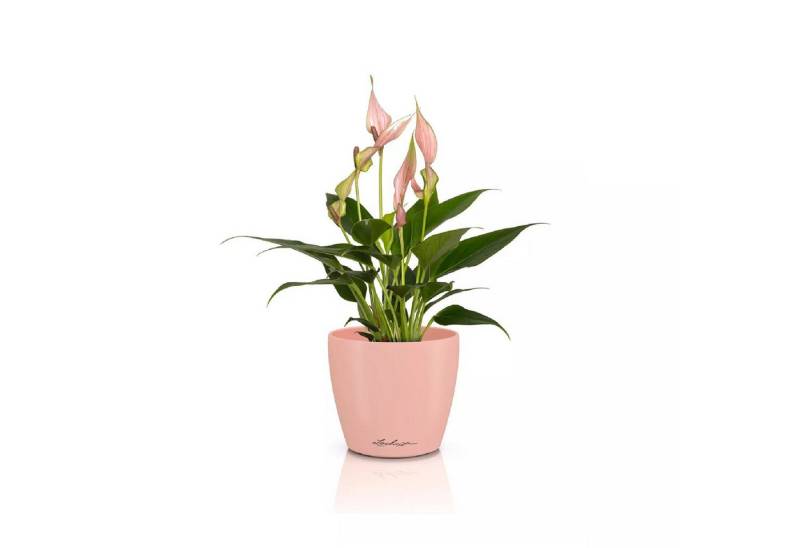 Lechuza® Übertopf Classico Color 10 DECO magnolie von Lechuza®