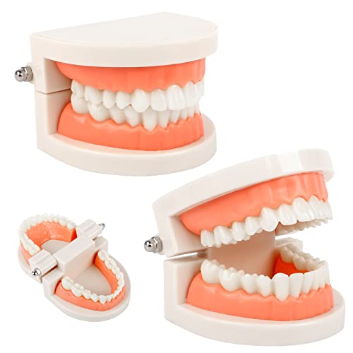 Zahnmodell 2Pcs Kinder Gebiss Modell Zahnpflege Modell Demonstration Tool Zähne Modell Standard von Ledoo