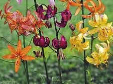 Lilium martagon 'Painted Ladies' 10 Samen, (Mischung) Türkenbundlilie, Türken Cap von Lefeber