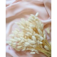 Lagurus Beige -Natur Trockenblume Ca. 50 Stiele, Trockenblumenstrauß, Trockenblumen von LefleurshopDE