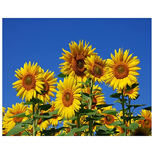 Legendarte Kunstdruck auf Leinwand - Sonnenblumen - Wanddeko, Canvas cm. 80x100 von Legendarte