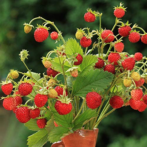 Alpine Strawberry Baron Solemacher Samen - Wald-Erdbeere von Legutko