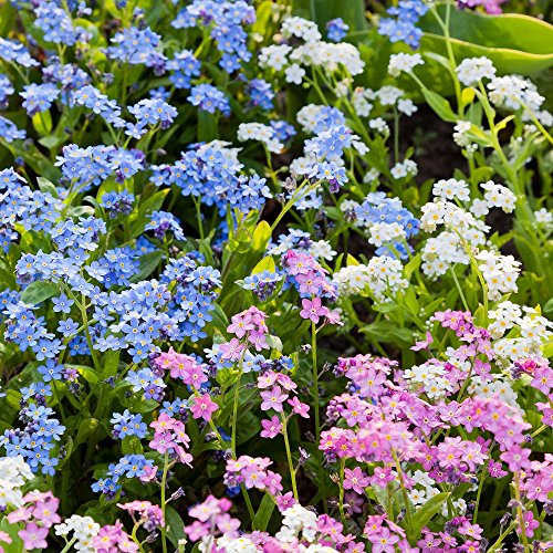 Alpine Vergissmeinnicht gemischt Samen - Myosotis Vergissmeinnicht von Legutko