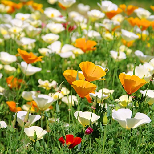 California Poppy, Golden Poppy Samen - Kalifornischer Mohn von Legutko