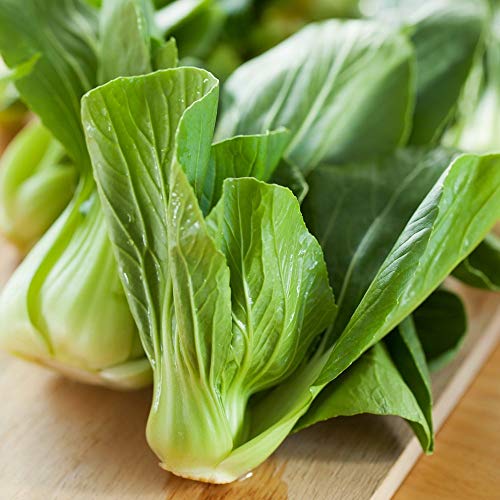 Chinakohl Pak Choi Samen - adaptabilität gegenüber chinensis von Legutko