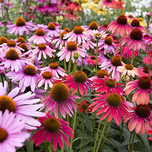 ECHINACEA gemischt Samen - Echinacea von Legutko
