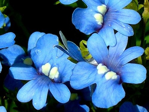 Elfenspiegel blau Gem Samen - Nemesia strumosa von Legutko