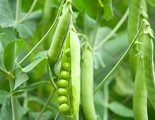 Erbskette Bajka Samen - Erbsen (Gattung) sativum von Legutko