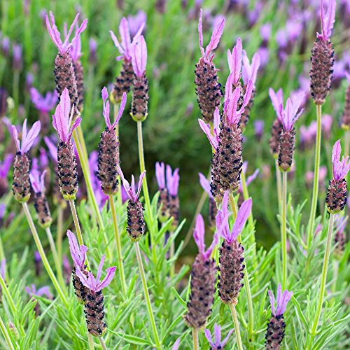 Französisch Lavendel, Spanisch Lavendel Samen - Lavandula stoechas Französisch Lavendel, Spanisch Lavendel Samen - Lavandula stoechas von Legutko