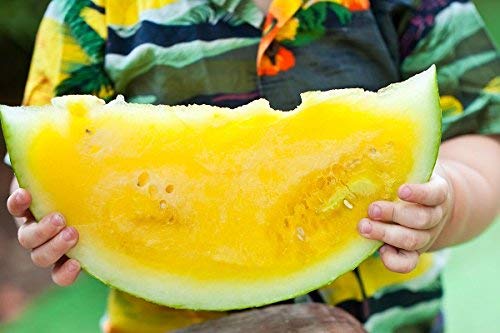 Gelb Wassermelone JANOSIK Samen - Wassermelone von Legutko