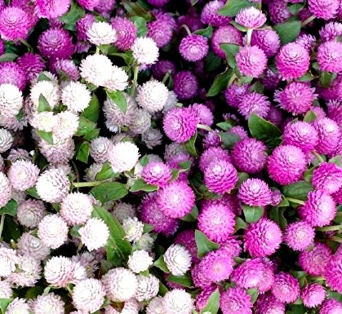 Globe Amaranth Samen - Echter Kugelamarant von Legutko