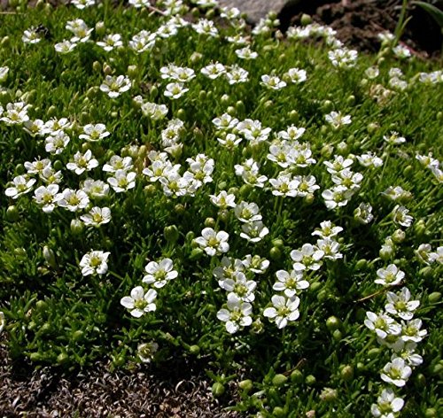 Irish Moos, Heath Pearlwort Samen - kronblattloses Pfeilkraut von Legutko