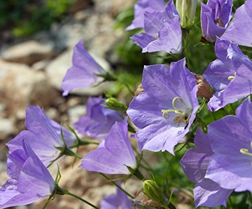 Karpaten-Rundblättrige Glockenblume, tussock Bellflower Samen - Campanula carpatica von Legutko