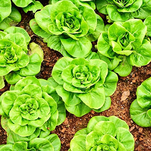 Kopfsalat Justyna Samen - lattiche Sativa von Legutko