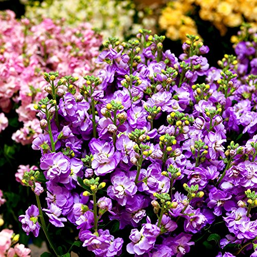 Lager gemischt Samen - Garten-Levkoje von Legutko