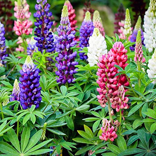 Lupine, large-leaved Lupine gemischt Samen - Vielblättrige Lupine von Legutko