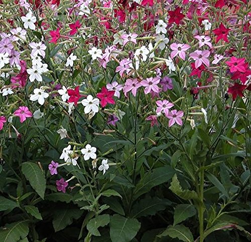 Ornament tabak Roulette F2 Mix Samen - Nicotiana X sanderae von Legutko