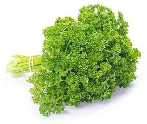 Petersilie Moos Gelockt Samen - Petroselinum Crispum von Legutko