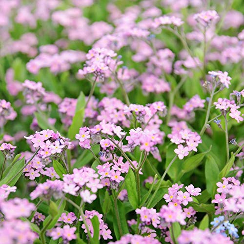 Pink Vergissmeinnicht Samen - Myosotis Vergissmeinnicht von Legutko